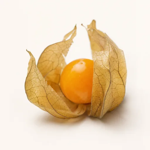 Physalis